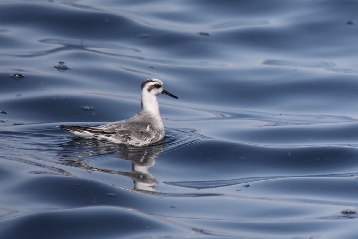 Red Phalarope - ML609534587
