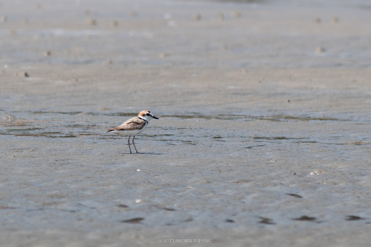 Malaysian Plover - ML609534606