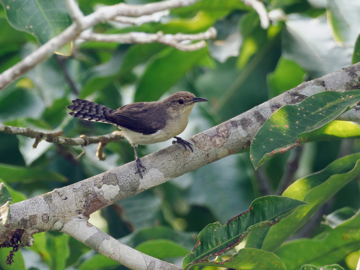 Tooth-billed Wren - Nick Athanas