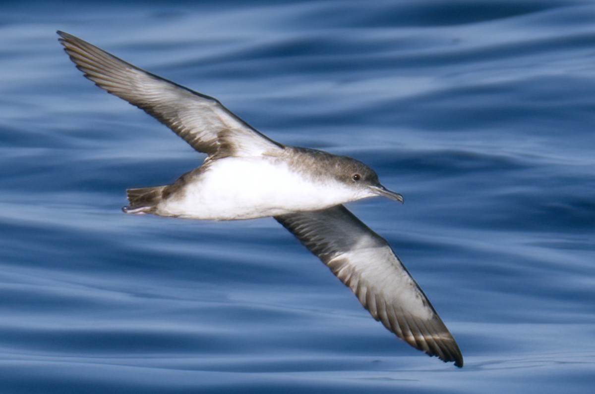 Yelkouan Shearwater - Vilhelm Fagerström