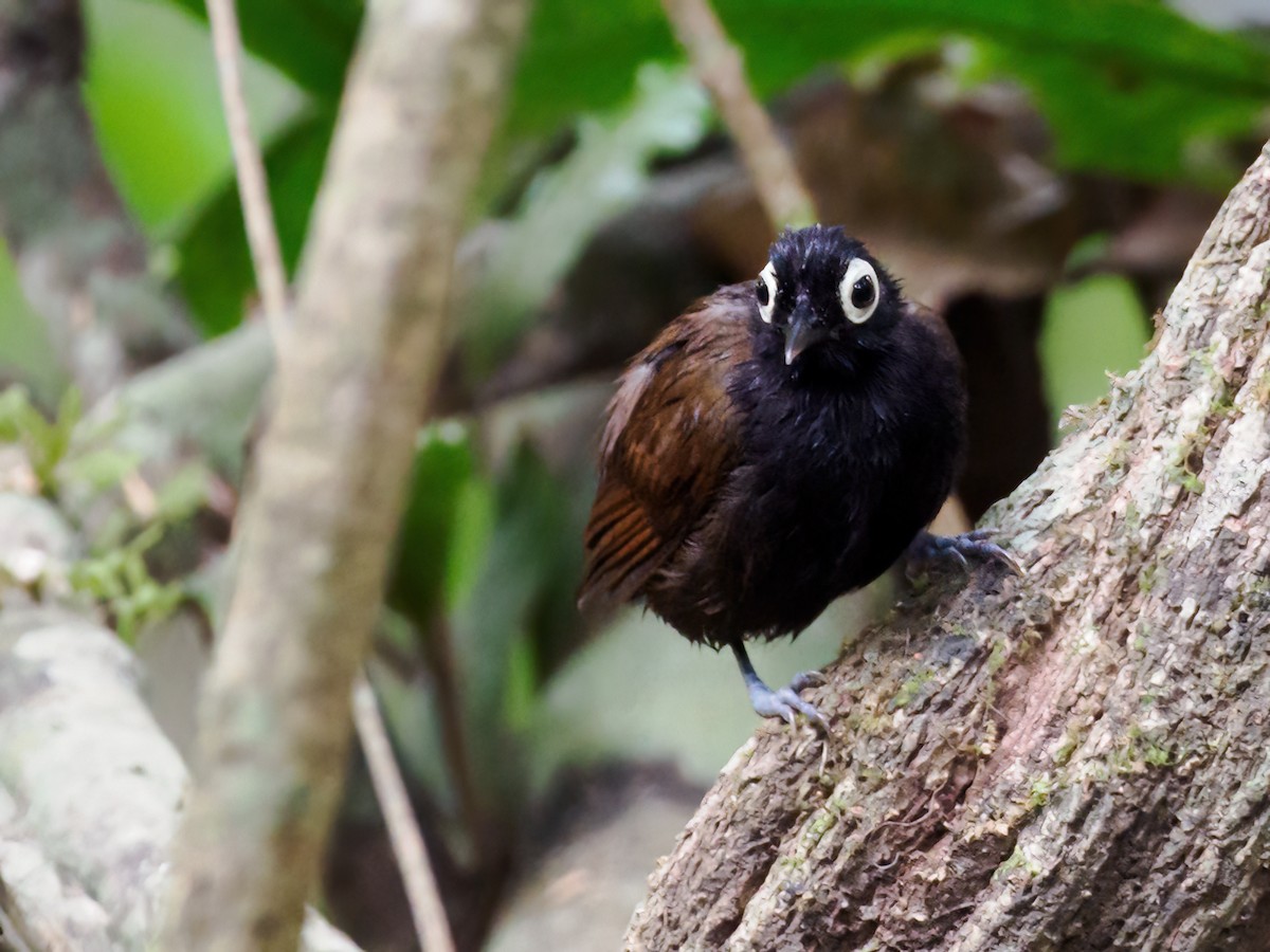 Bare-eyed Antbird - Nick Athanas