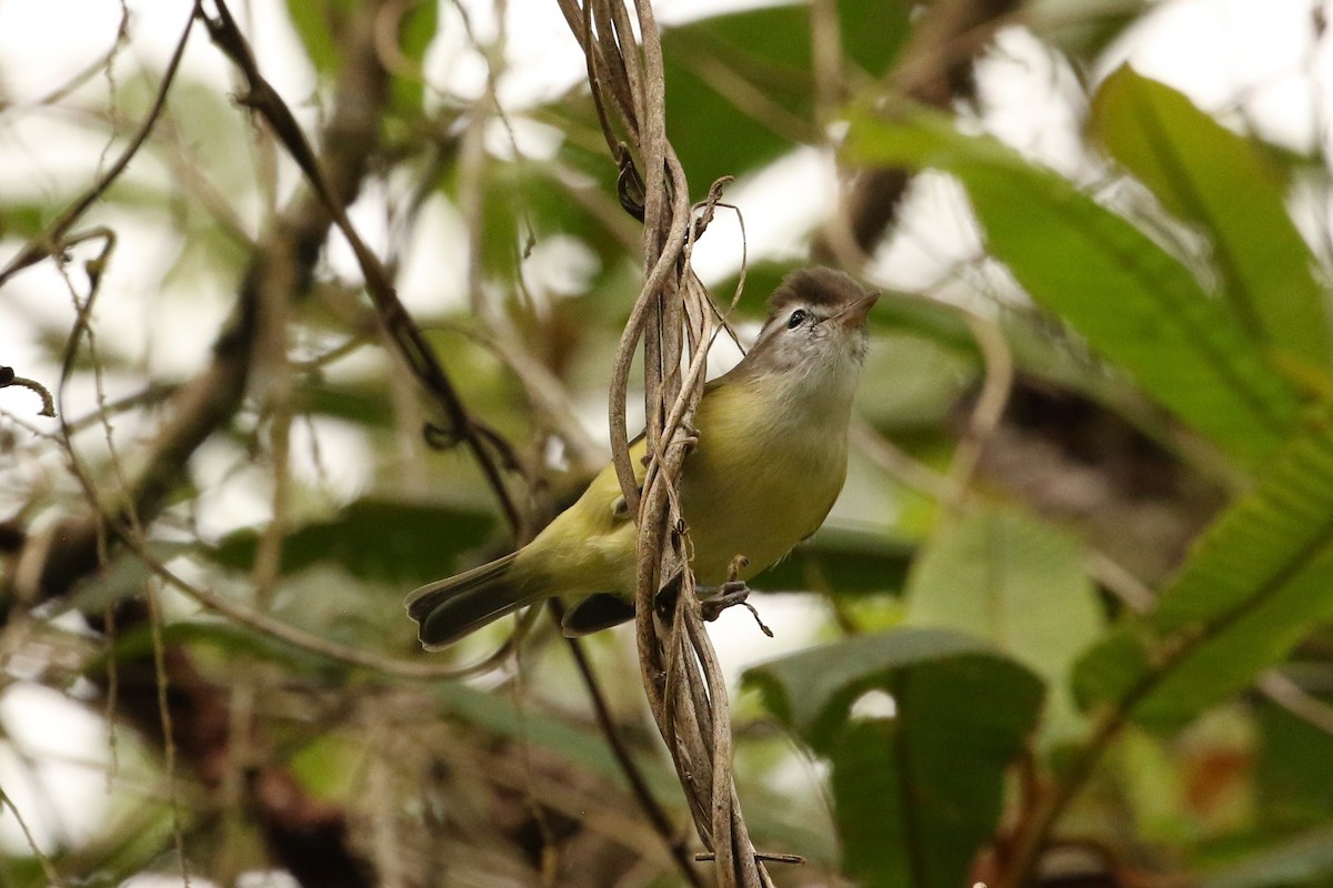 Brown-capped Vireo - ML609534736