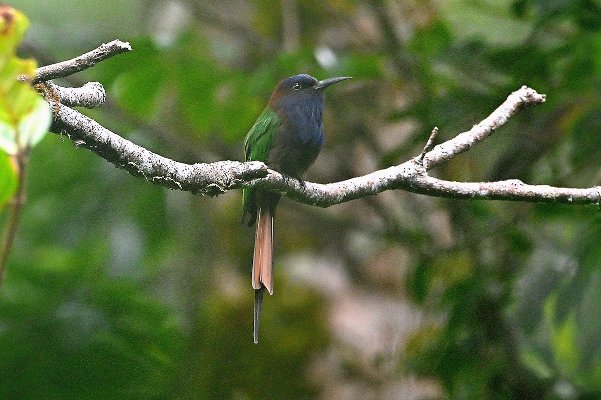 Purple-bearded Bee-eater - ML609534756