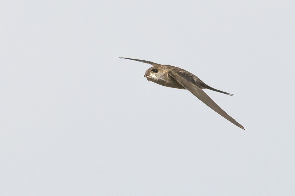 Asian Palm Swift - ML609534788