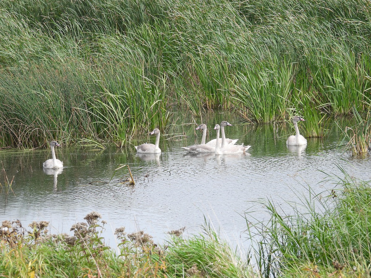 Trumpeter Swan - Clayton Will