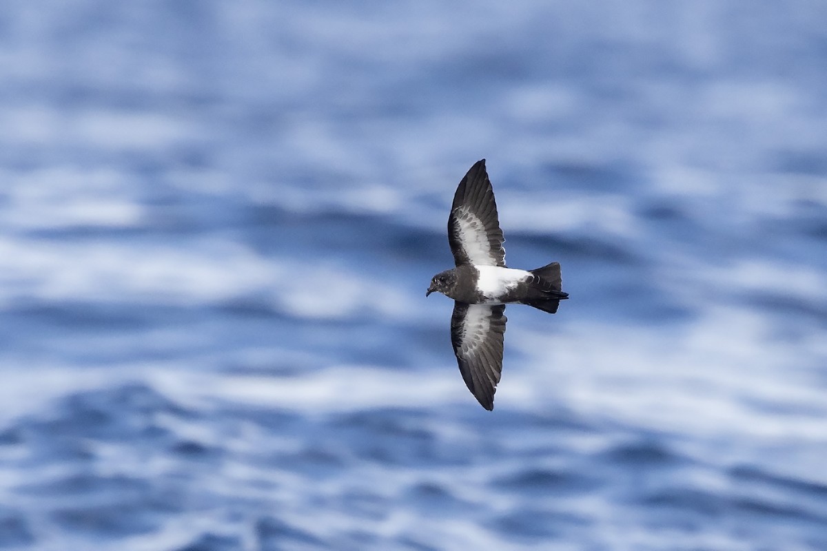 Black-bellied Storm-Petrel - Niall D Perrins