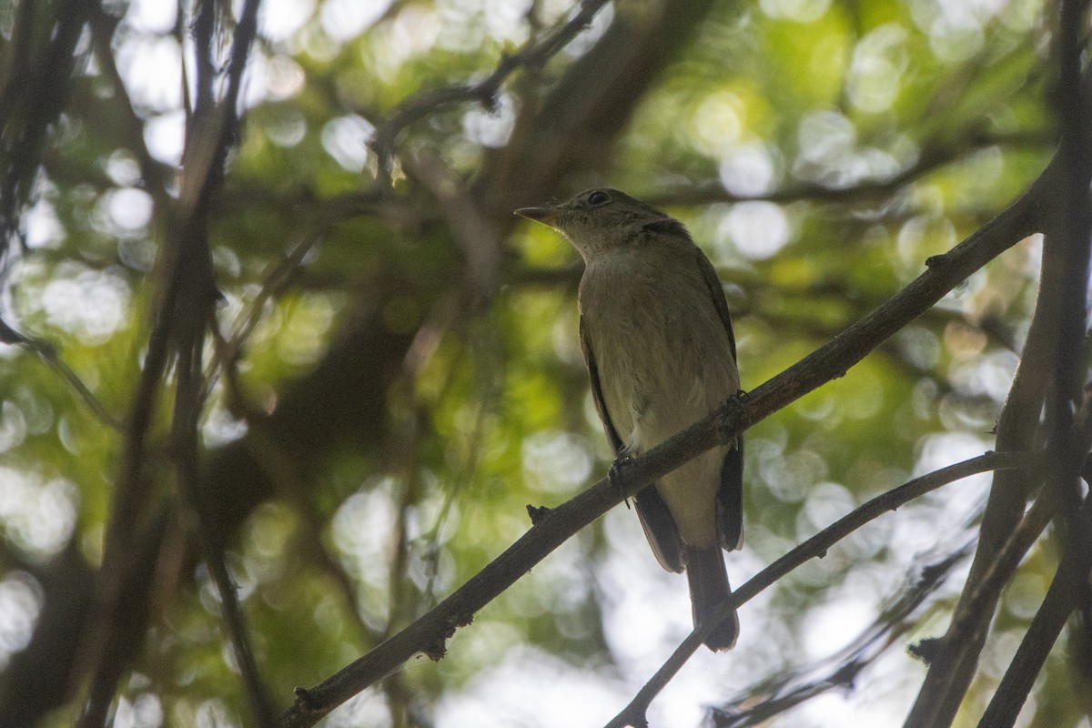Rusty-tailed Flycatcher - ML609534875