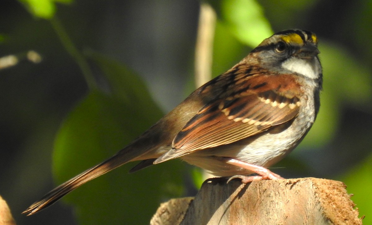 White-throated Sparrow - ML609534879
