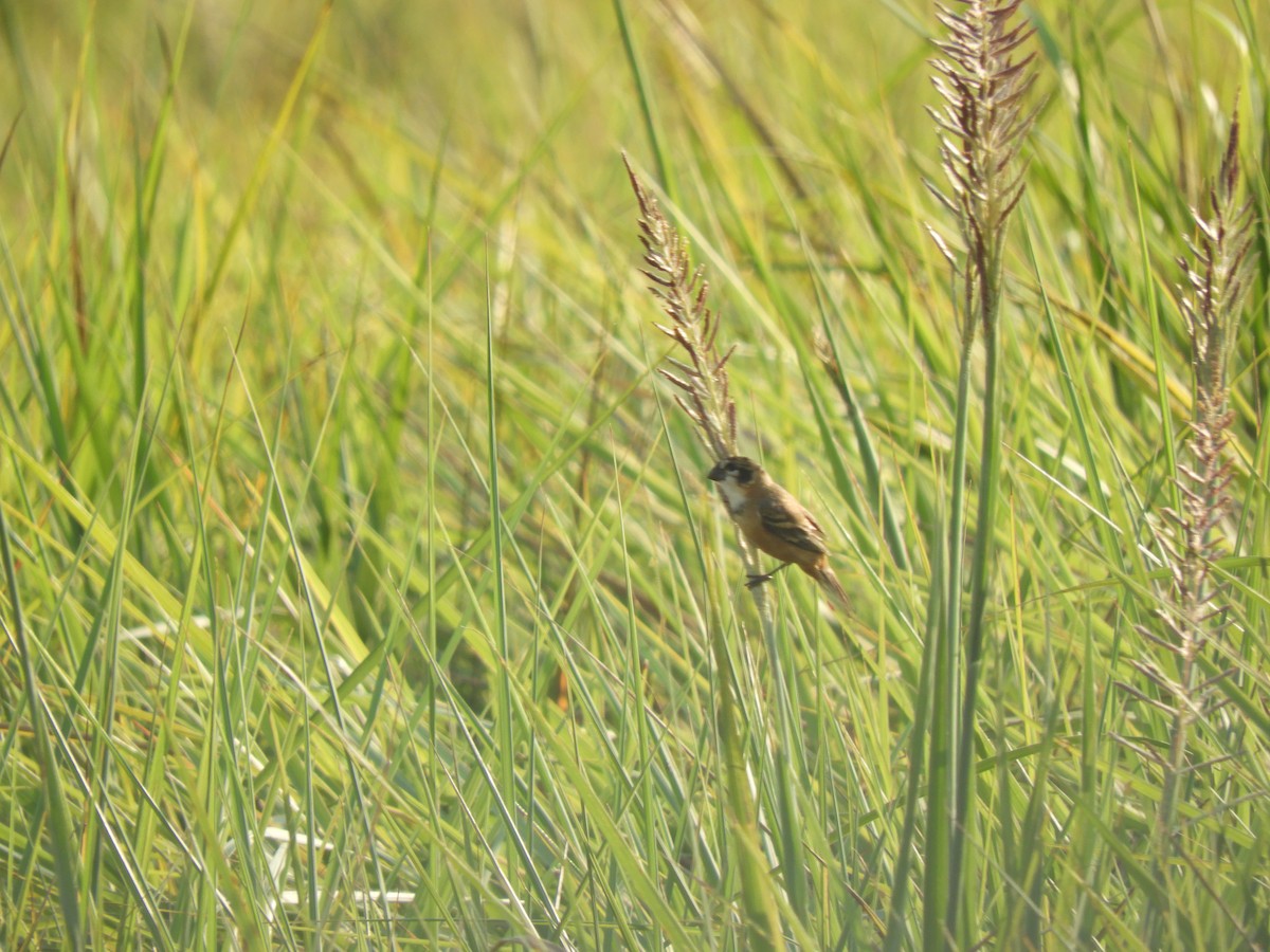 Rusty-collared Seedeater - ML609534982