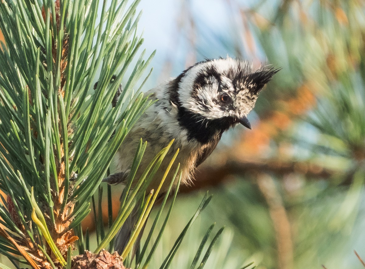 Crested Tit - ML609534989