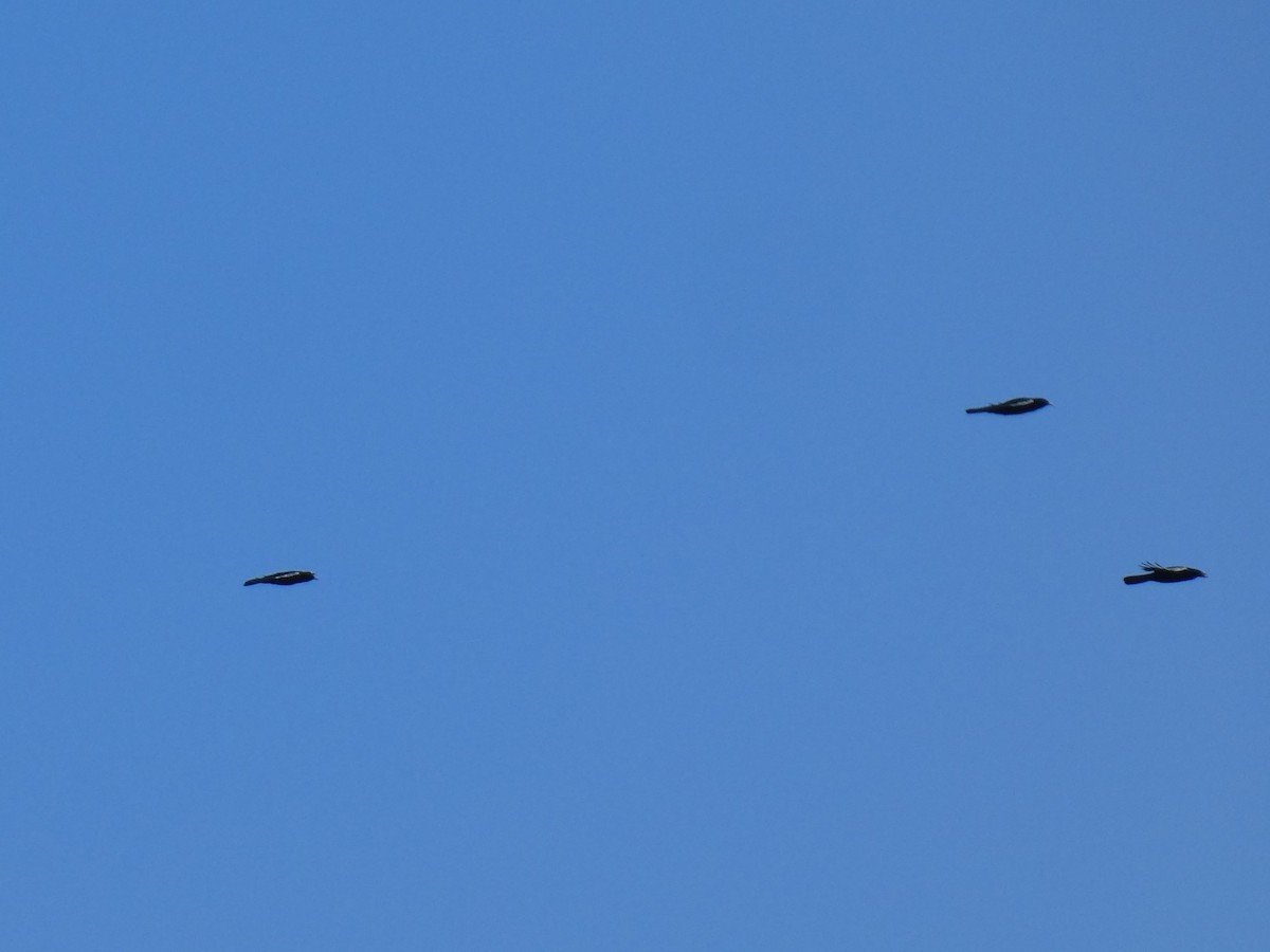 Yellow-billed Chough - ML609535051