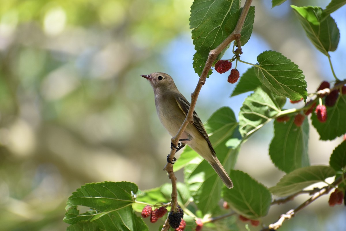 White-crested Elaenia - ML609535070