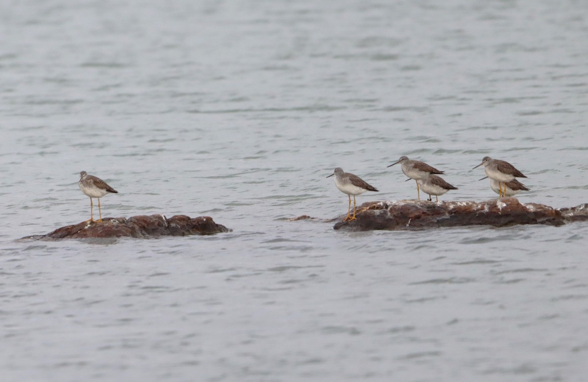 Greater Yellowlegs - ML609535090