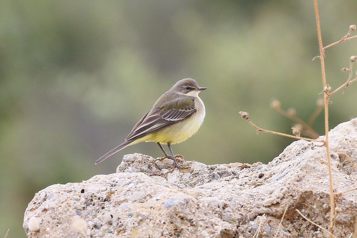 Western Yellow Wagtail - ML609535121