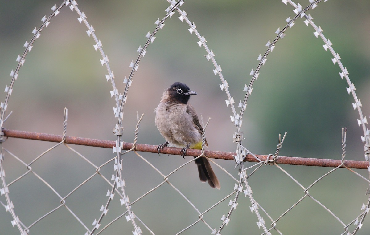 White-spectacled Bulbul - ML609535129