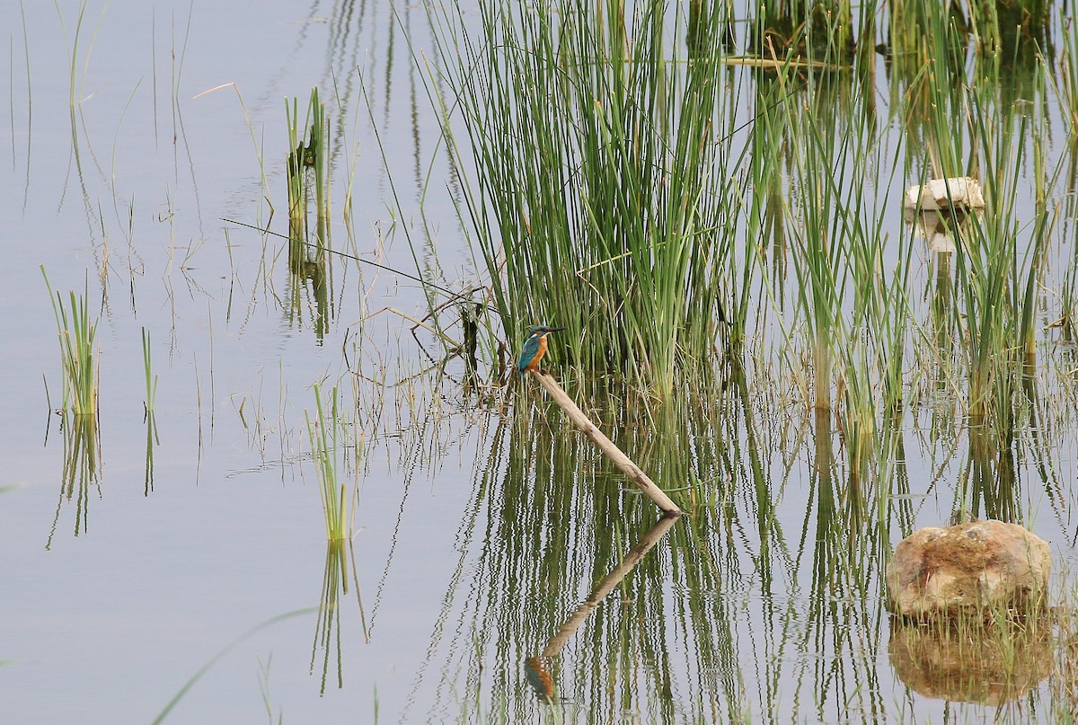 Martin-pêcheur d'Europe - ML609535151