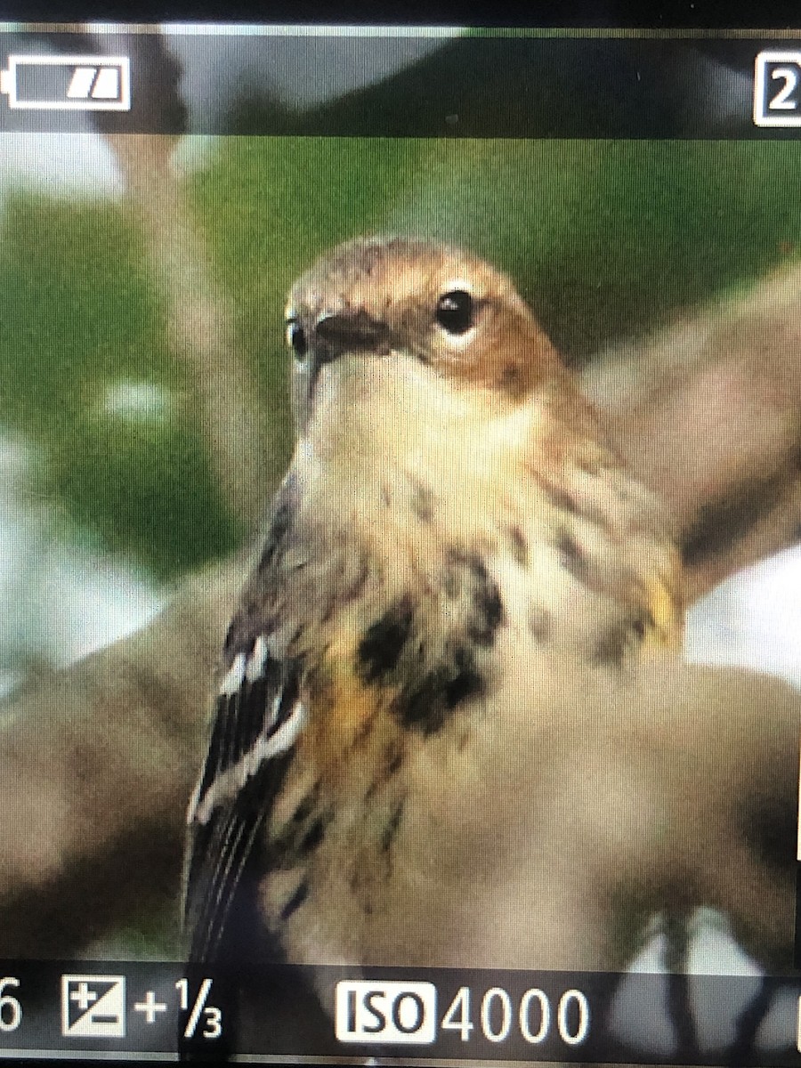 Yellow-rumped Warbler - ML609535254