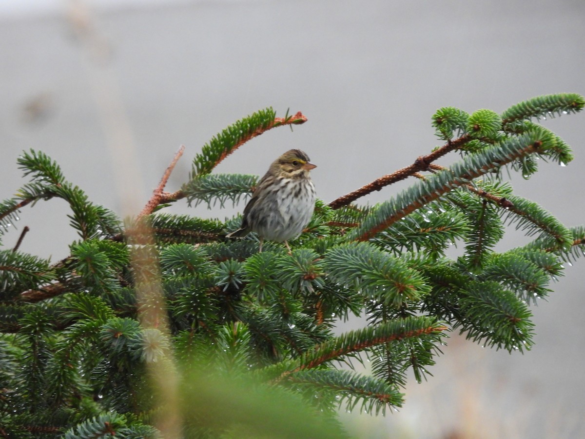 Savannah Sparrow - ML609535269