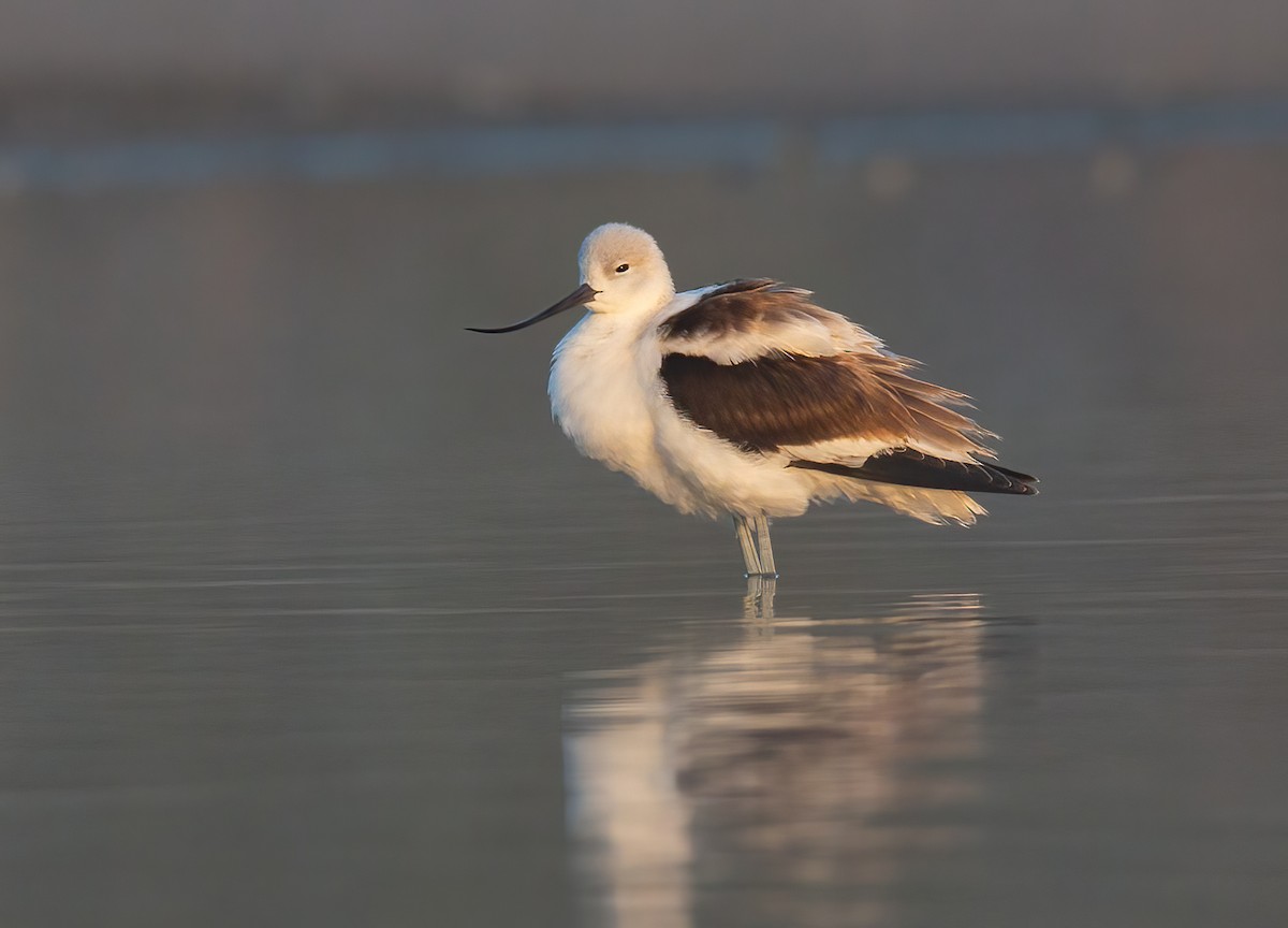 Avoceta Americana - ML609535293