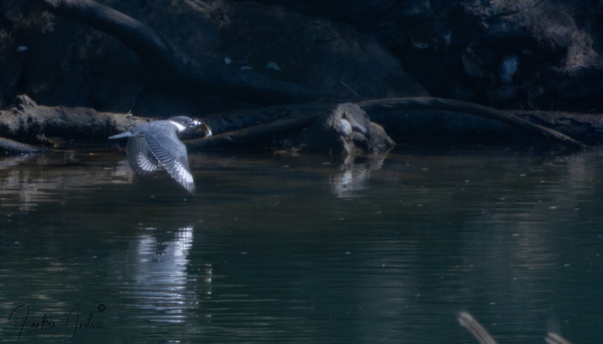 Belted Kingfisher - Juan Carlos Andrés