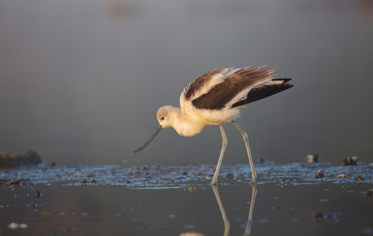 Avoceta Americana - ML609535307