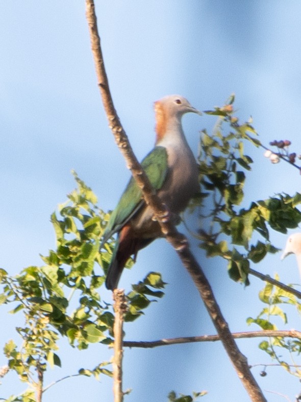 Green Imperial-Pigeon - Rene sun