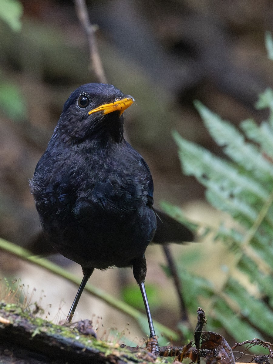 Malayan Whistling-Thrush - ML609535363