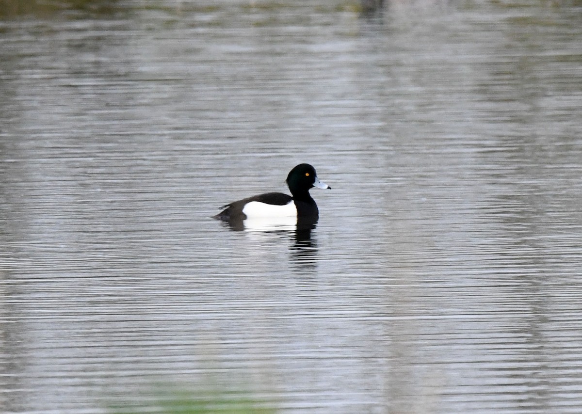 Tufted Duck - ML609535372