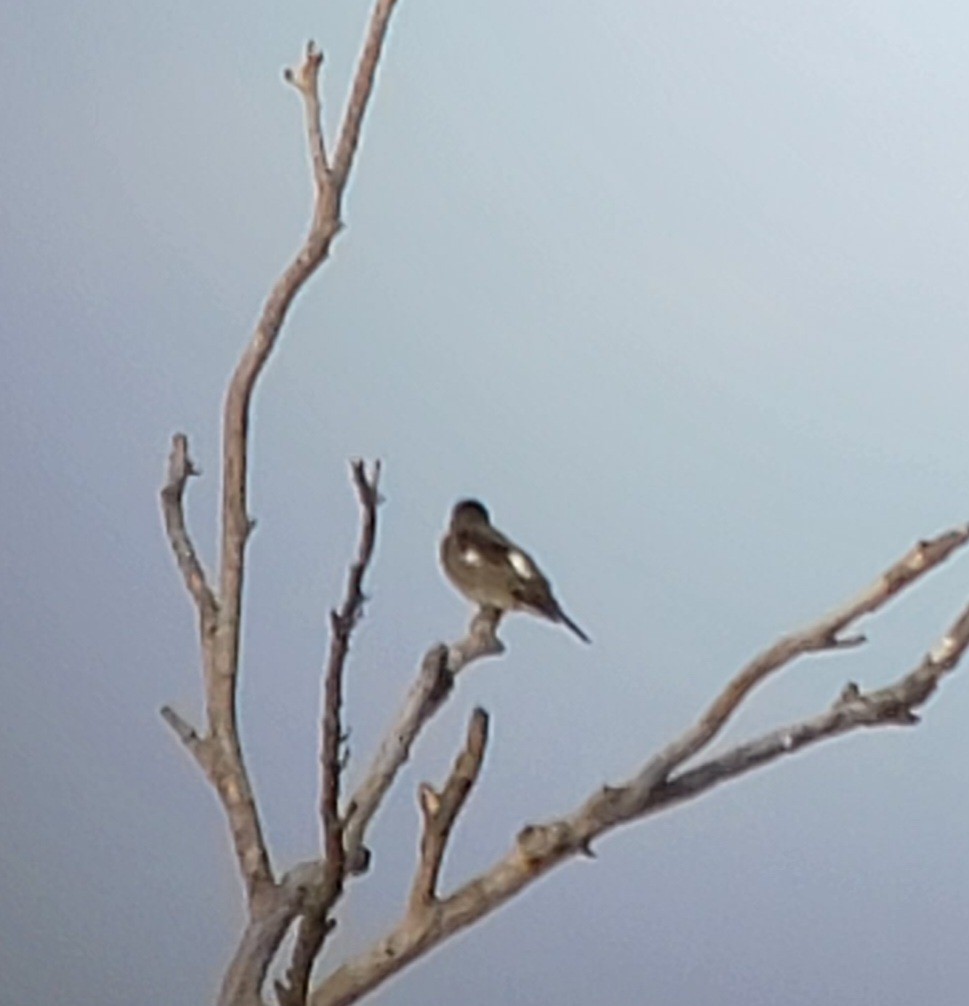 Olive-sided Flycatcher - ML609535383