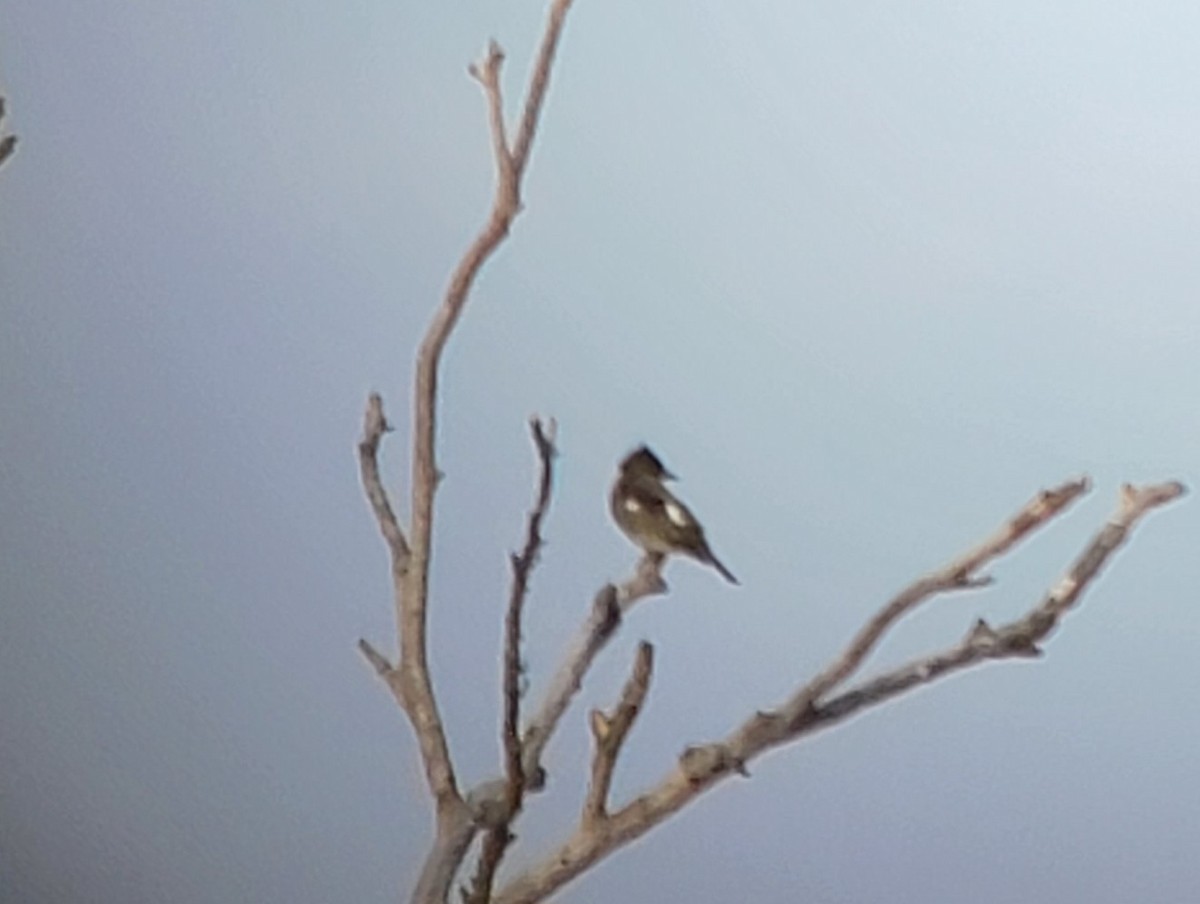 Olive-sided Flycatcher - ML609535385