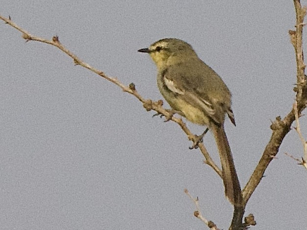 Greater Wagtail-Tyrant - ML609535424