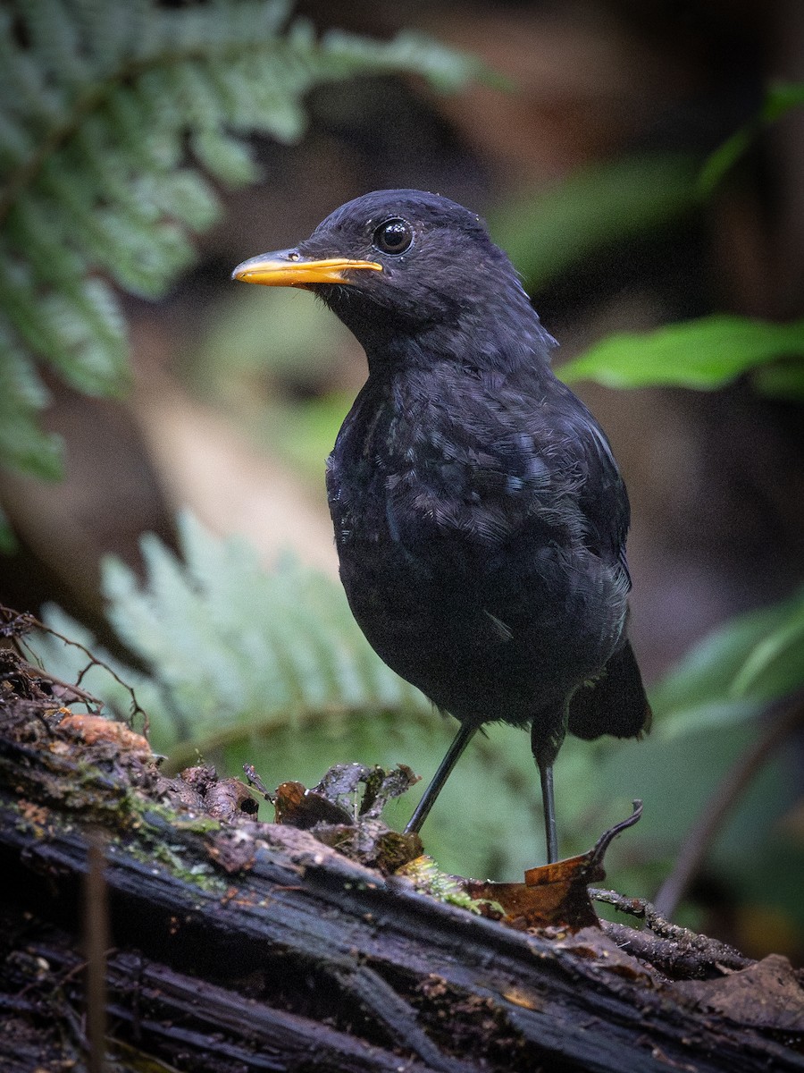 Malayan Whistling-Thrush - ML609535438