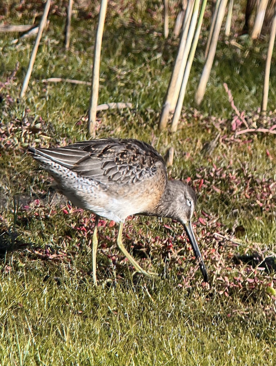 Long-billed Dowitcher - ML609535447