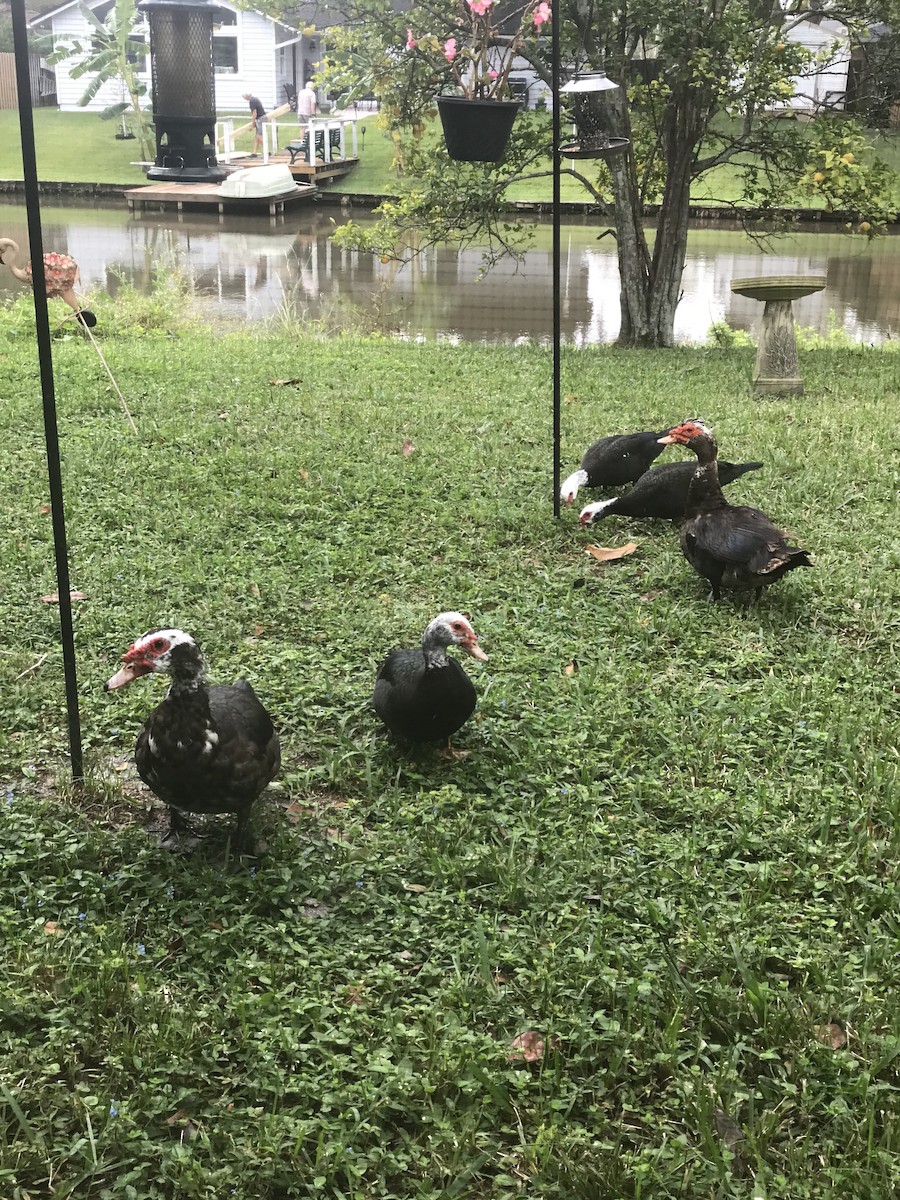 Muscovy Duck (Domestic type) - ML609535459