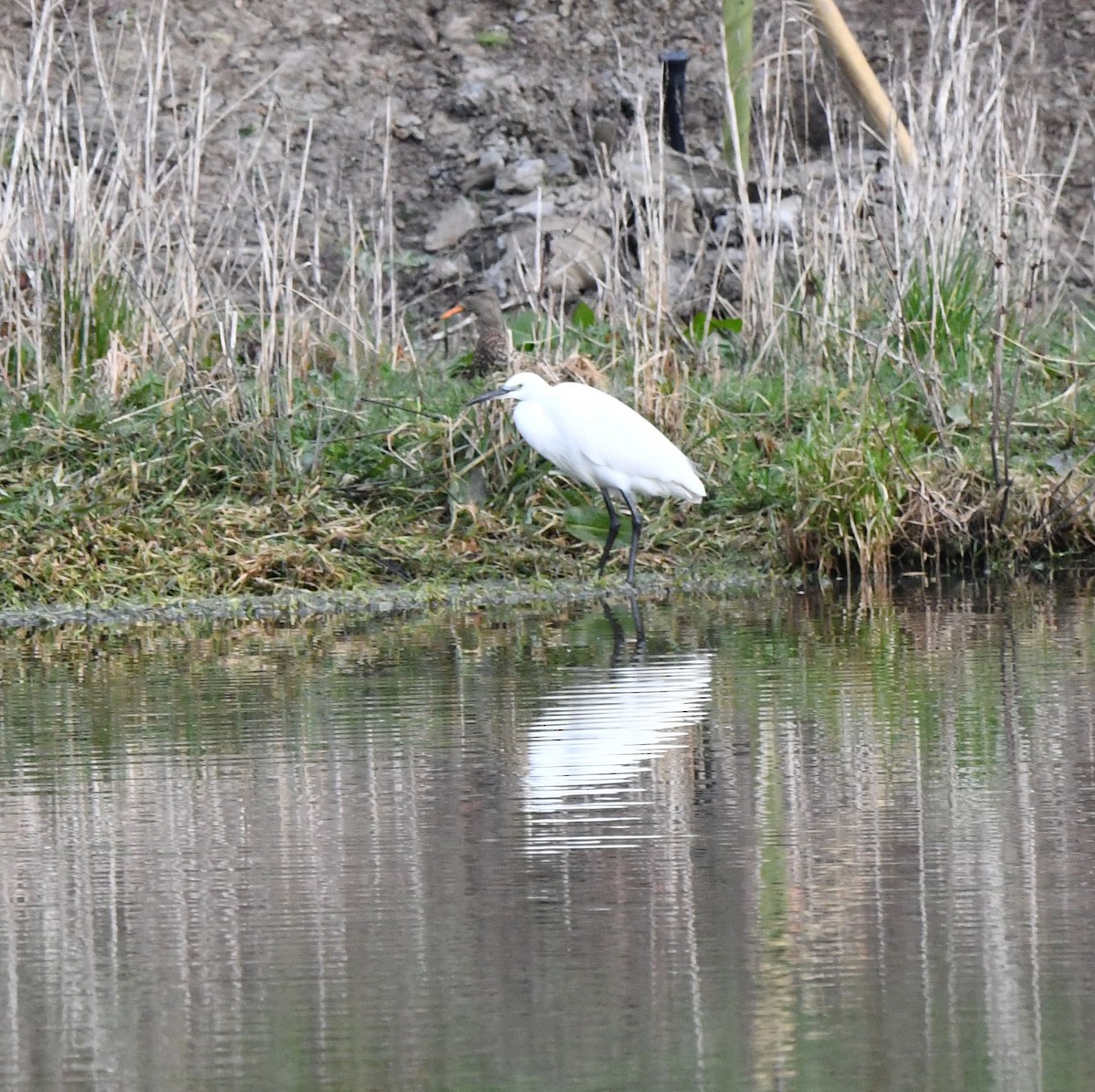 Little Egret (Western) - A Emmerson