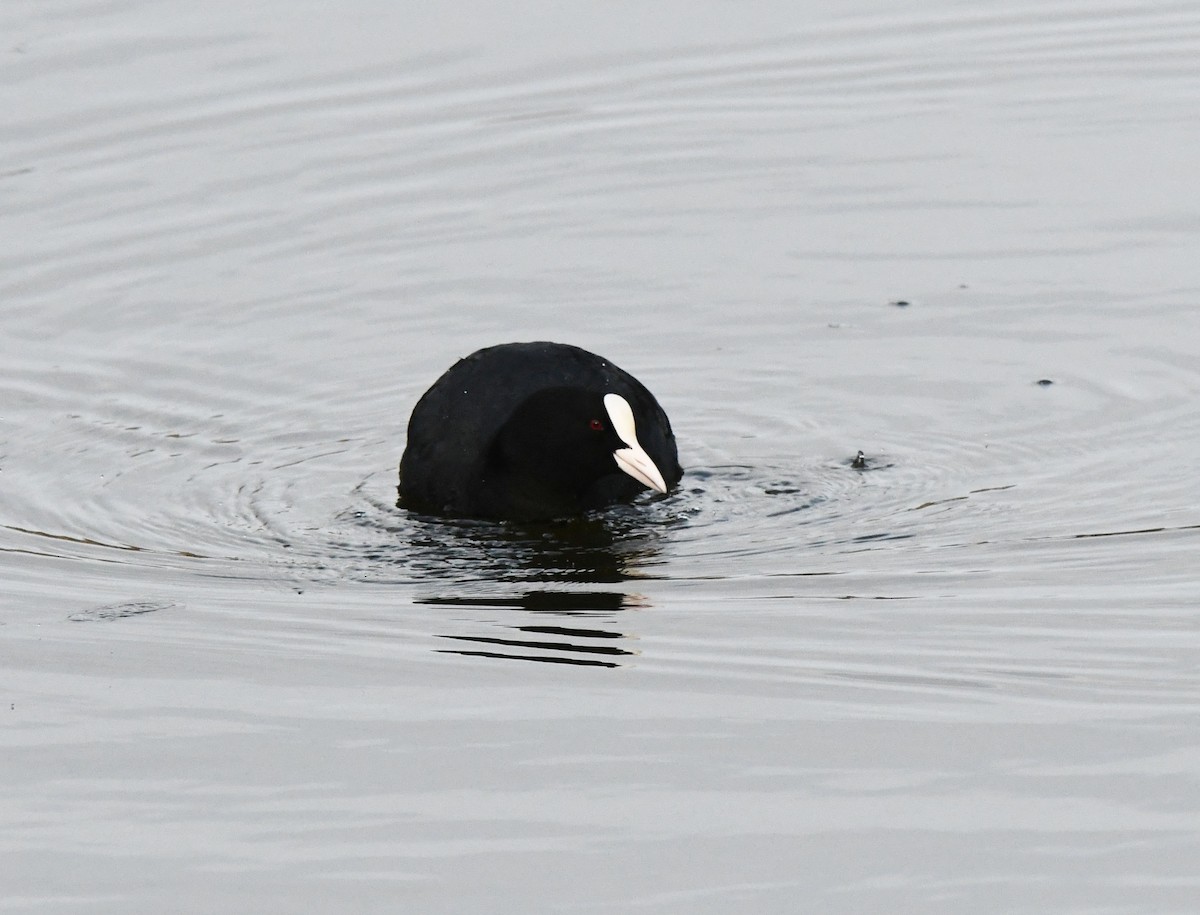 Eurasian Coot - A Emmerson