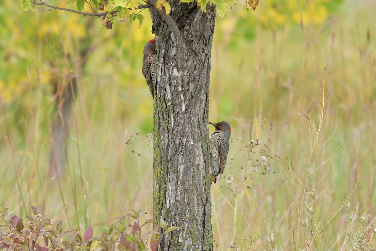 Northern Flicker - ML609535535