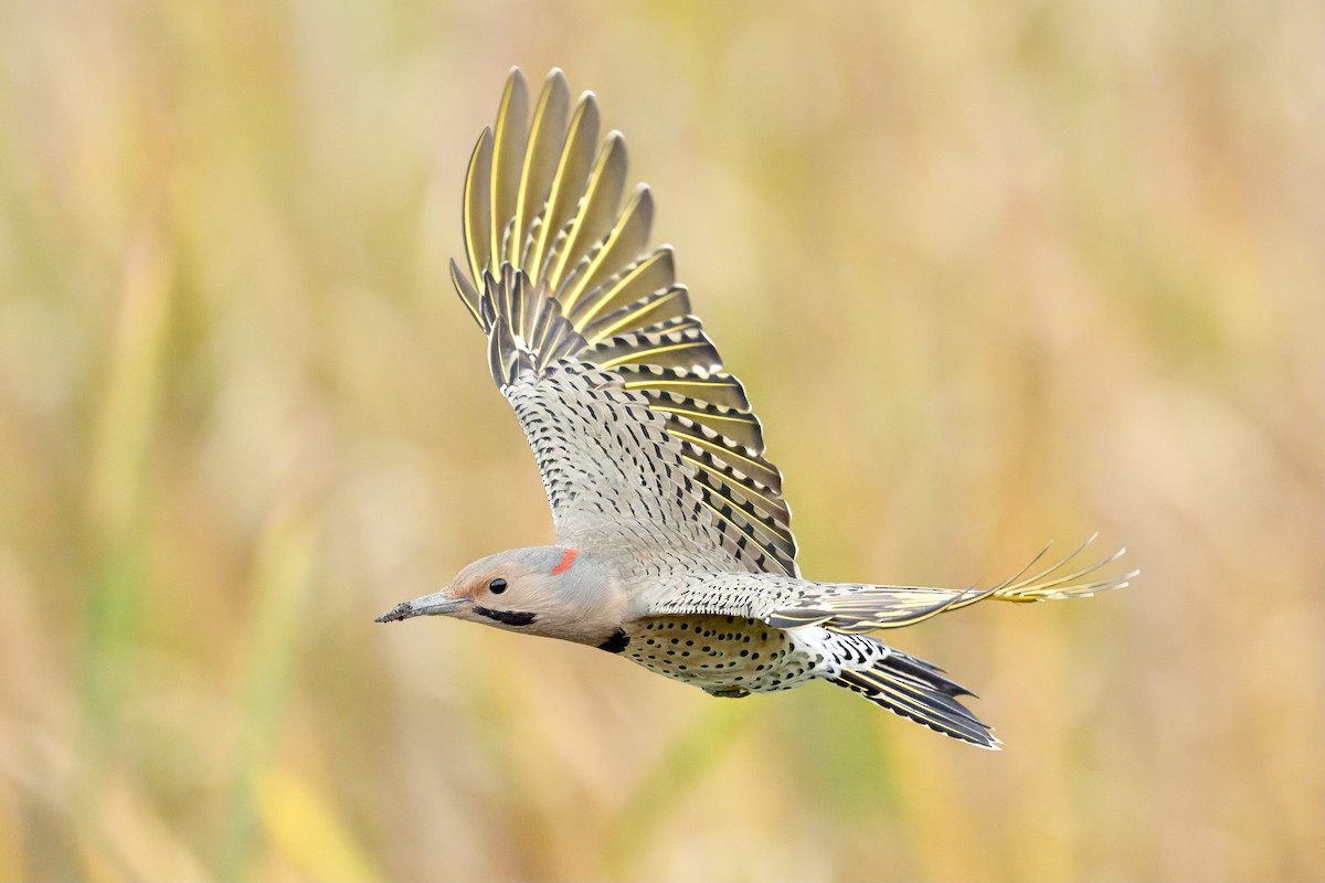 Northern Flicker - ML609535537