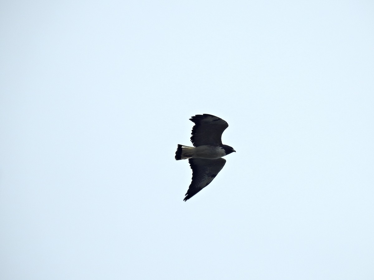 White-tailed Hawk - Nícolas Figueiredo