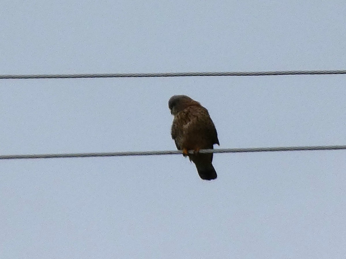 Eurasian Kestrel - Jeff Harding