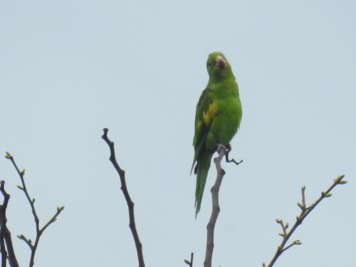 Yellow-chevroned Parakeet - ML609535611