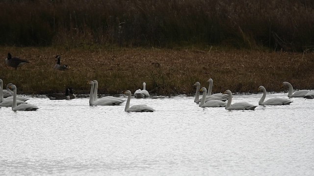 Whooper Swan - ML609535654