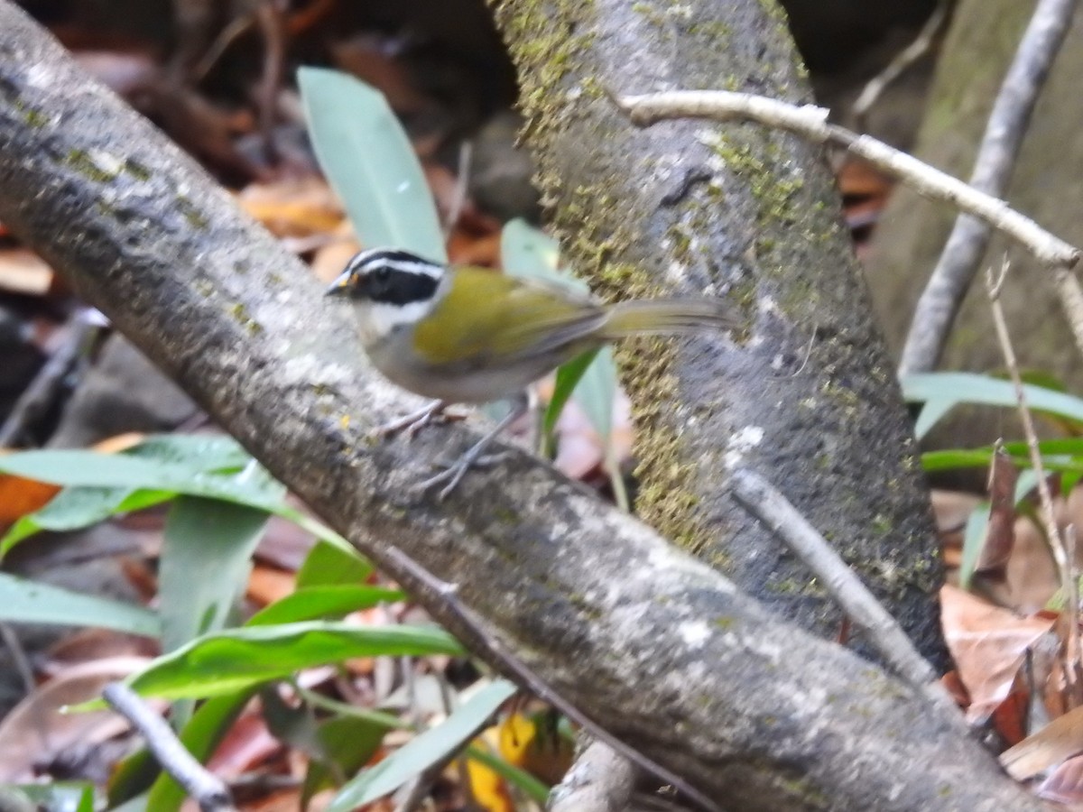 Pectoral Sparrow - Nícolas Figueiredo