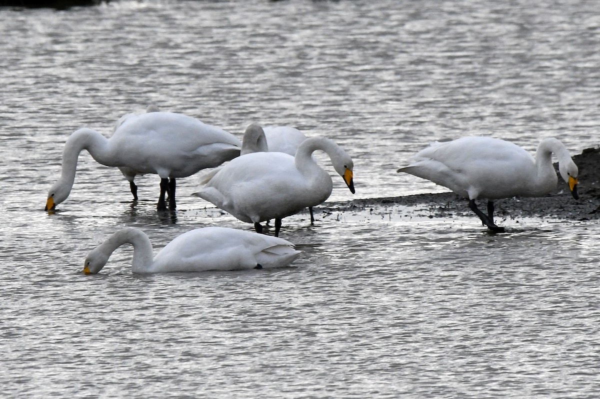 Whooper Swan - ML609535685