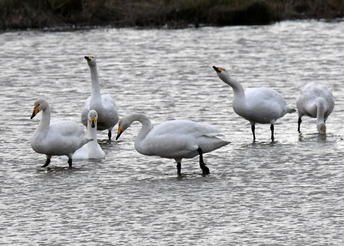 Whooper Swan - ML609535688