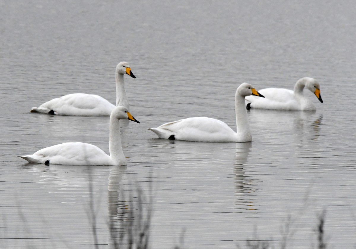 Whooper Swan - A Emmerson