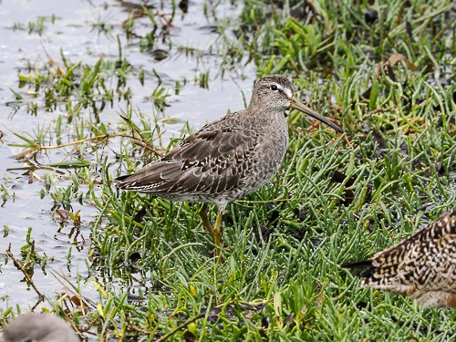 Short-billed/Long-billed Dowitcher - ML609535824