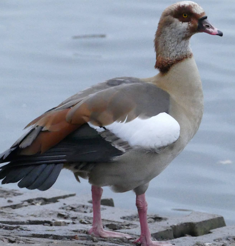 Egyptian Goose - ML609535878