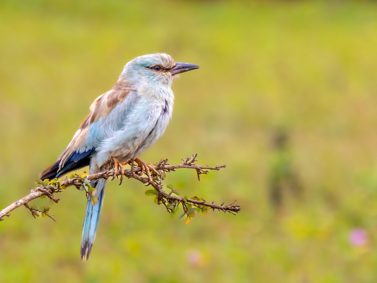 European Roller - ML609535902