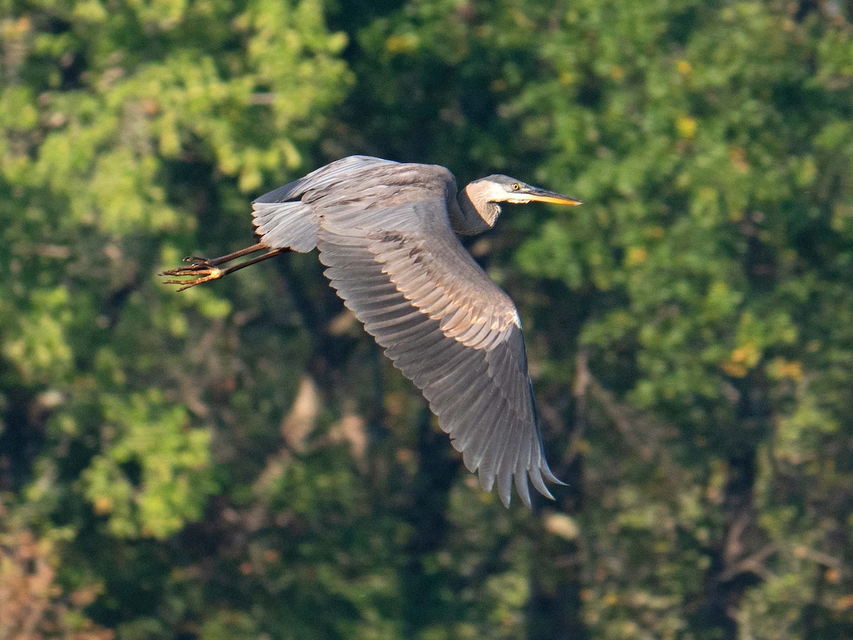 Great Blue Heron - Susan Elliott